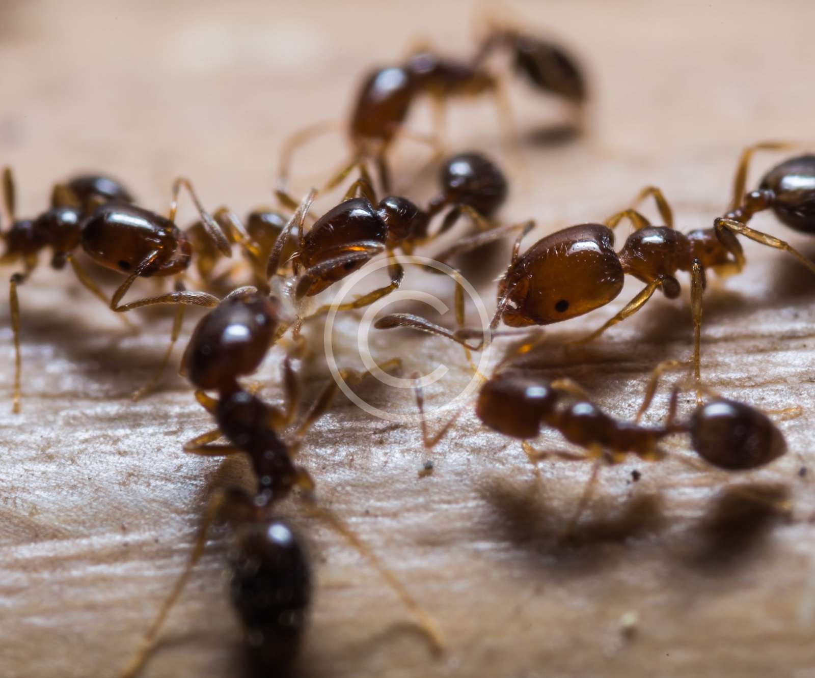 Hormigas