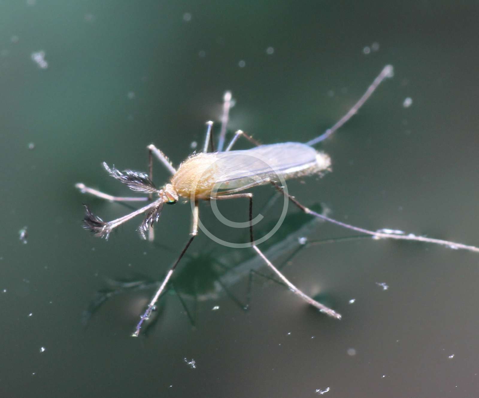 Gnats